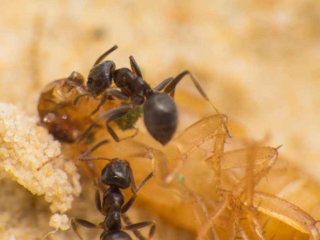 Nahaufnahme von zwei Lasius niger Arbeiterinnen