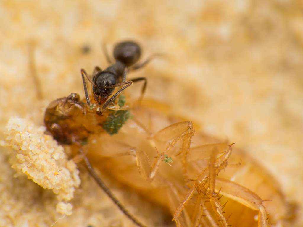 Eine Lasius niger Arbeiterin betastet die Schabe.