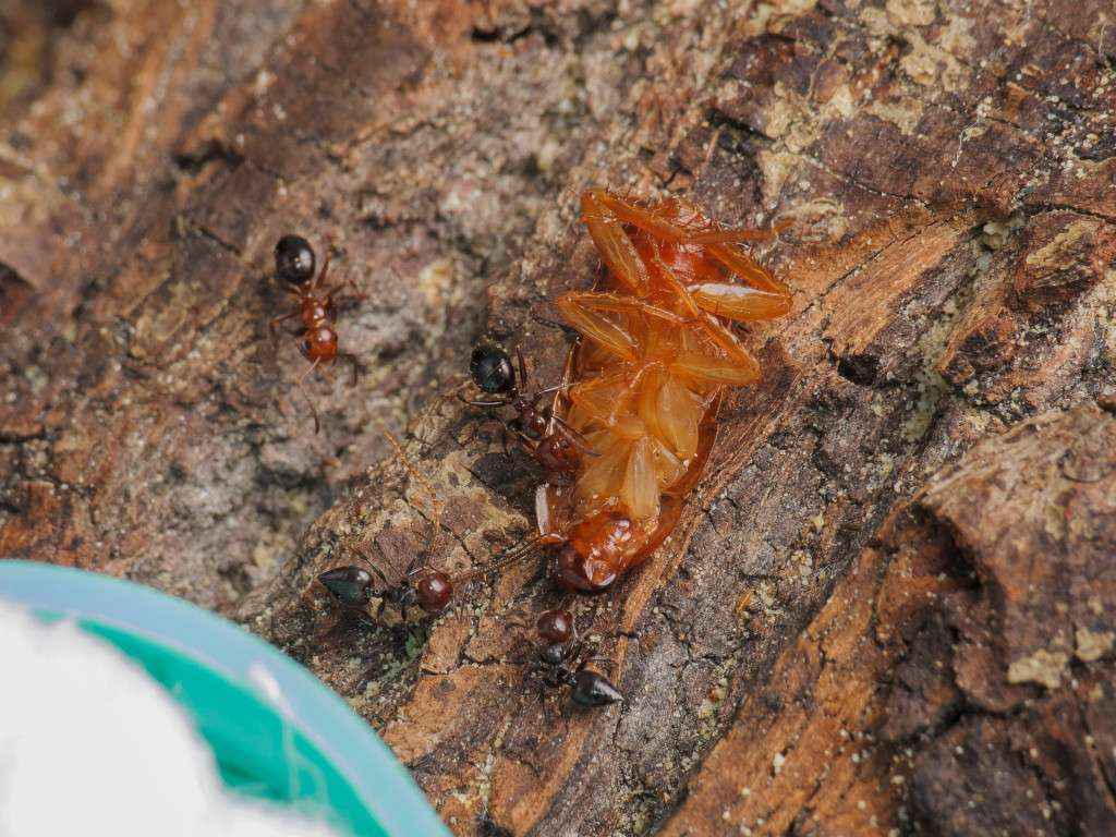Zwei Crematogaster scutellaris und zwei Camponotus lateralis Arbeiterinnen zerlegen eine Schokoschabe.