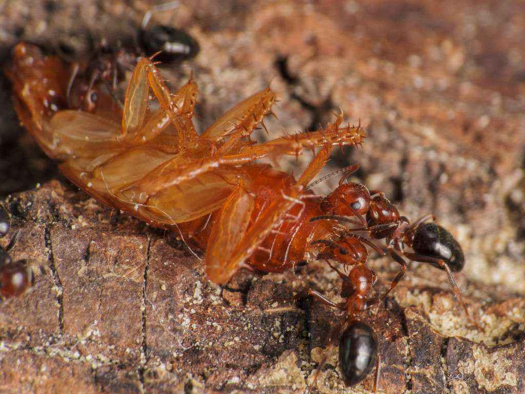 Zwei Camponotus lateralis Arbeiterin beim Zerlegen.
