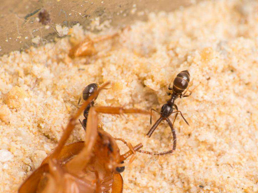 Nicht nur die Pheidole spathifera Arbeiterinnen ziehen gerne an den Fühlern, sondern auch die Lasius niger.