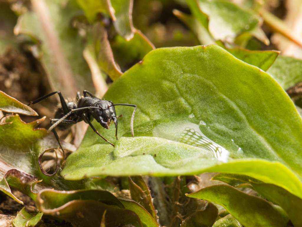 Eine Camponotus vagus Arbeiterin blickte in Richtung Kamera, nachdem sie Erschütterungen wahrnahm.