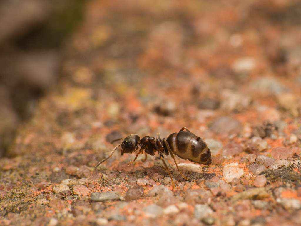 Die Lasius niger Arbeiterin geht mit prall gefüllter Gaster zurück zum Nest, um weitere Ameisen zu rekrutieren.