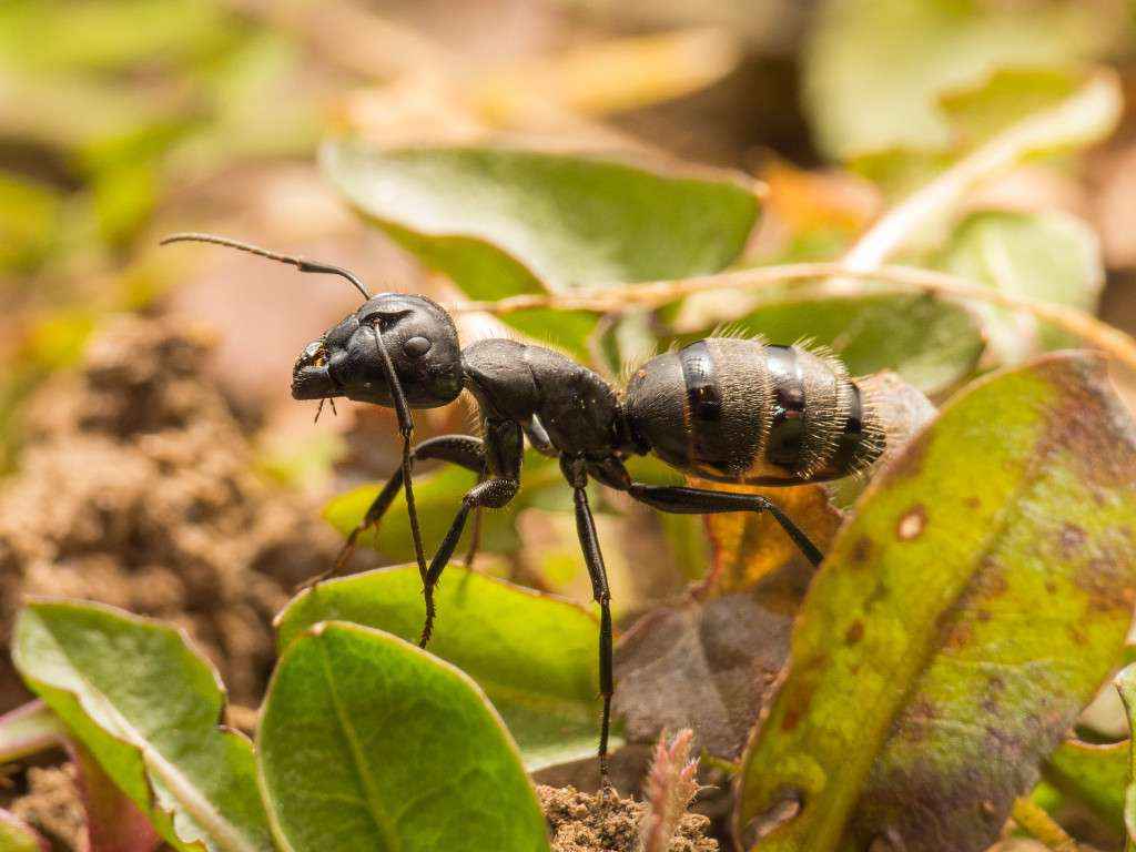 Seitenansicht einer Camponotus vagus Arbeiterin.