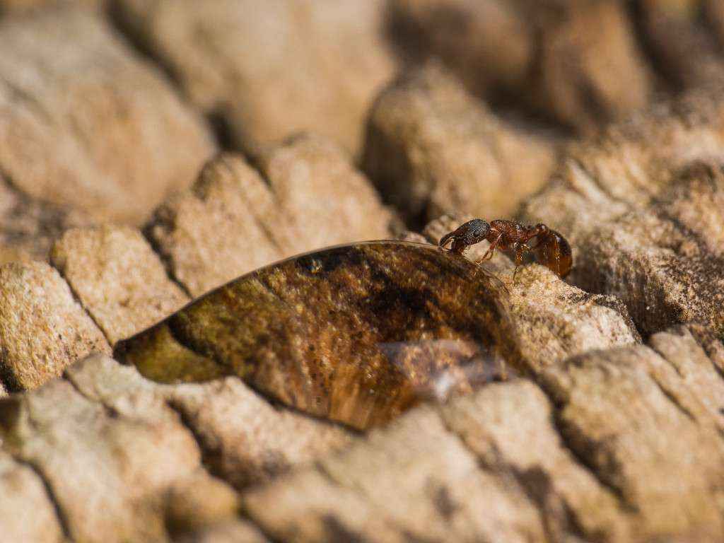 Eine Lepthotorax Arbeiterin nimmt Zuckerwasser auf.