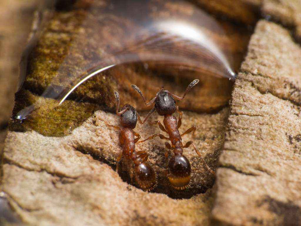 Zwei Arbeiterinnen der kleinen Ameisenart bei der Aufnahme von Zuckerwasser.