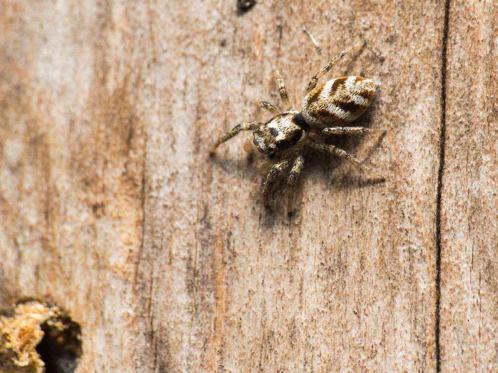 Die Springspinne bewegte sich seitlich am Baumstumpf entlang.