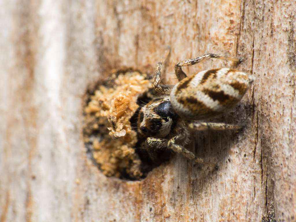 Die Springspinne kurz vor dem Verschwinden im Loch.