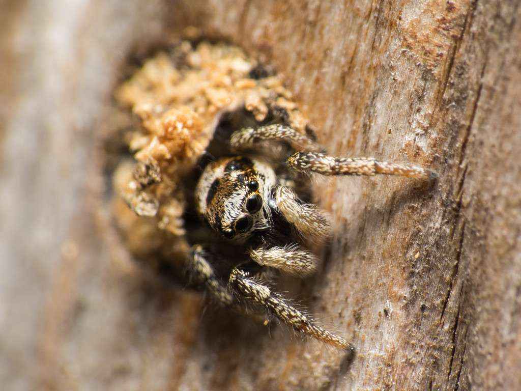 Nahansicht der Spinne.