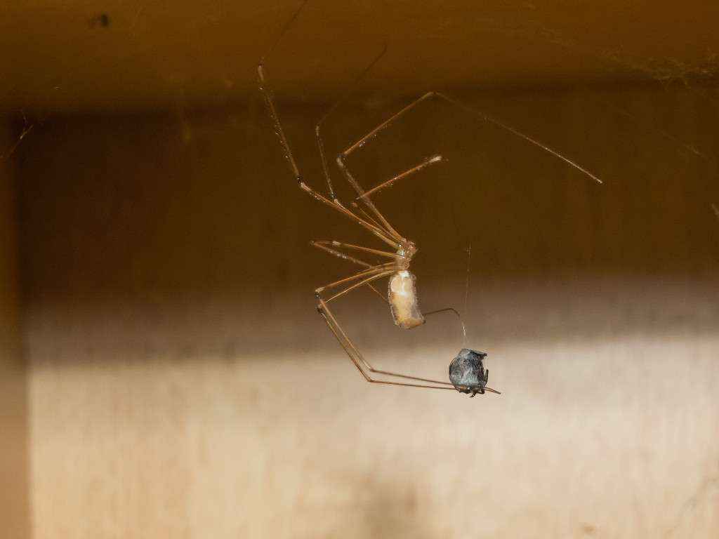 Die Zitterspinne mit ihrer Beute.