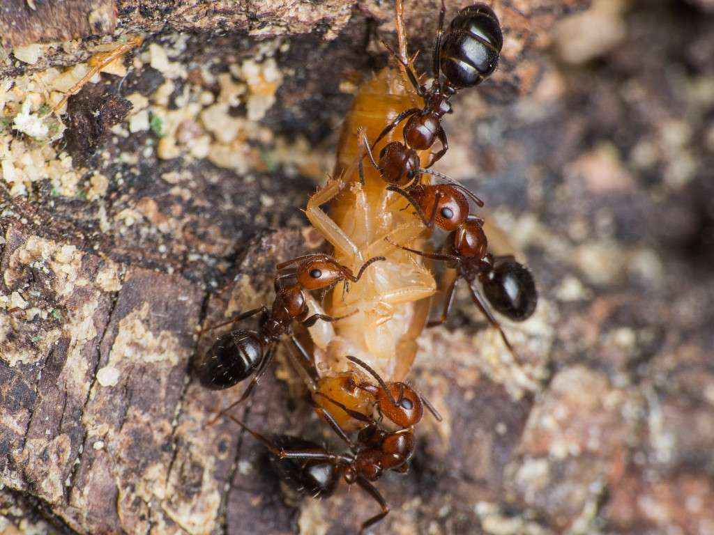 Die Ameisen lieben Schokoschaben. Hier zerlegen mehrere Camponotus lateralis Arbeiterinnen eine Schabe.
