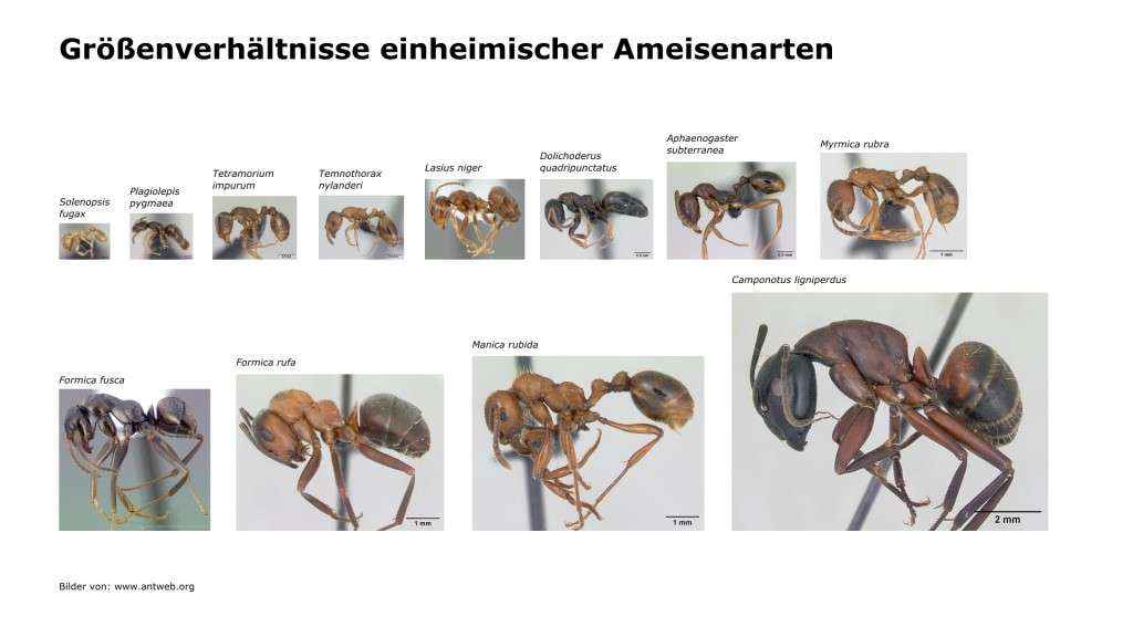 Verschiedene Ameisen sortiert nach ihrer Größe und im richtigen Größenverhältnis dargestellt.
