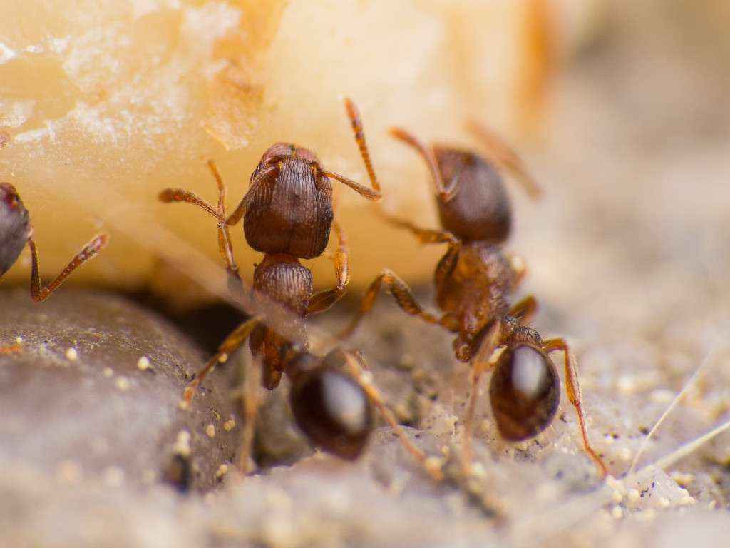 Zwei Ameisen saugen das austretende Öl auf.
