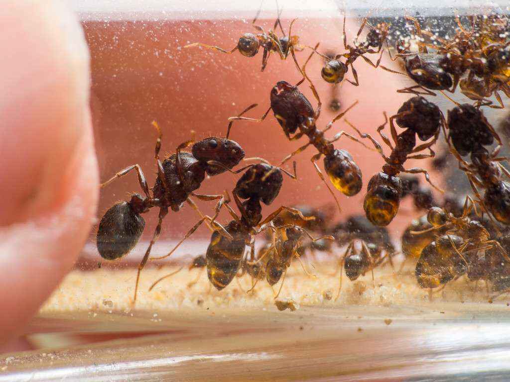 Eine Gyne und mehrere Arbeiterinnen, darunter auch Soldatinnen. Die Ameisen machen einen gut genährten Eindruck, da ihre Gaster prall gefüllt sind.