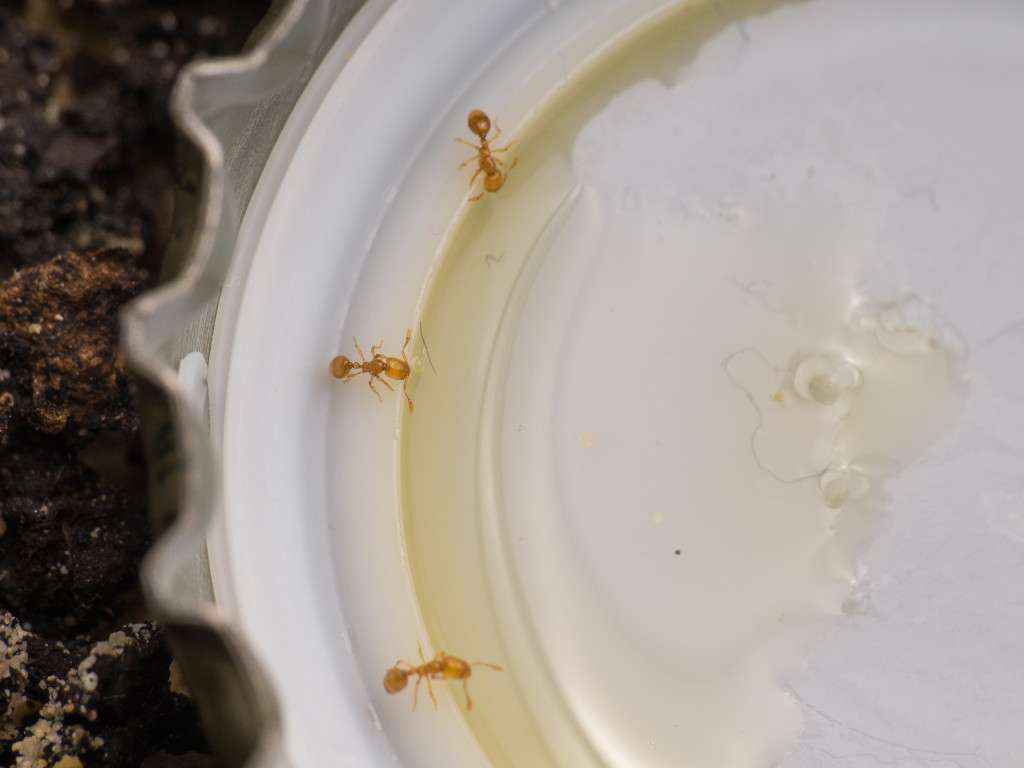 Drei Solenopsis fugax Arbeiterinnen nehmen (Invert) Zuckerwasser auf.