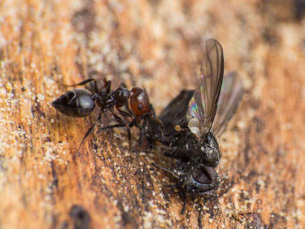 Eine Crematogaster scutellaris Arbeiterin hat die tote Fliege entdeckt.