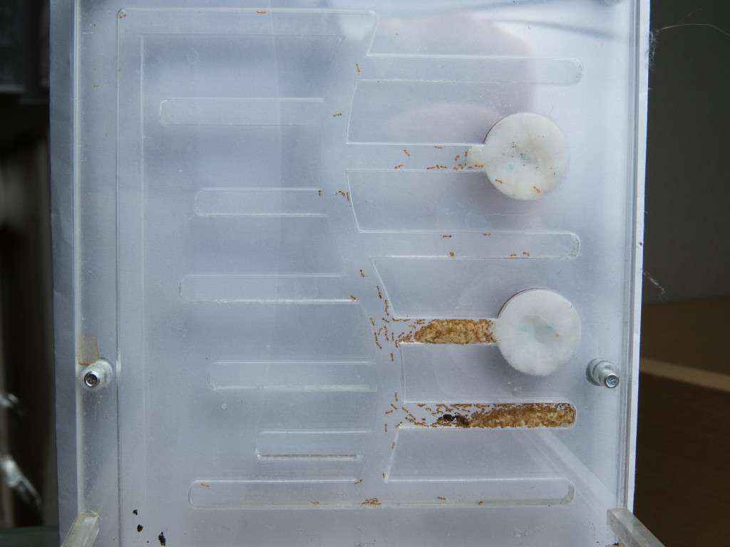 Die Solenopsis fugax Kolonie im Acrylglasnest