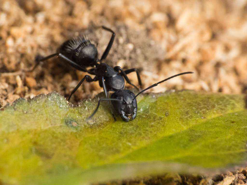 Eine Camponotus vagus Arbeiterin bei der Aufnahme von Zuckerwasser.