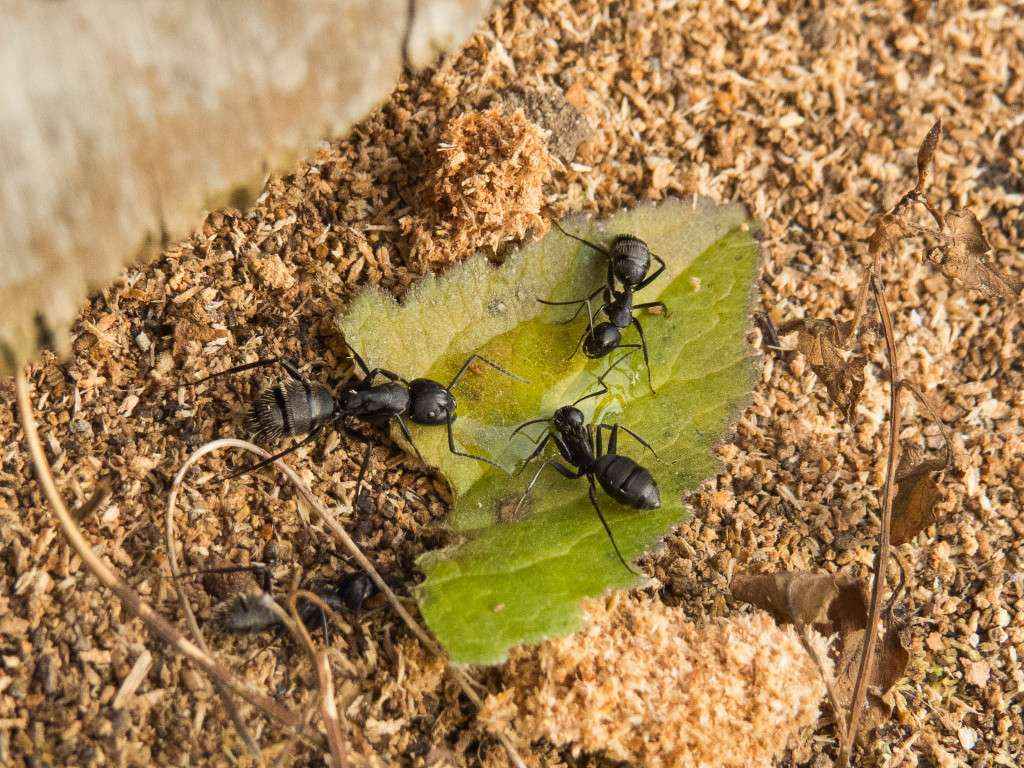 Vier Camponotus vagus Arbeiterinnen nehmen Zuckerwasser auf.