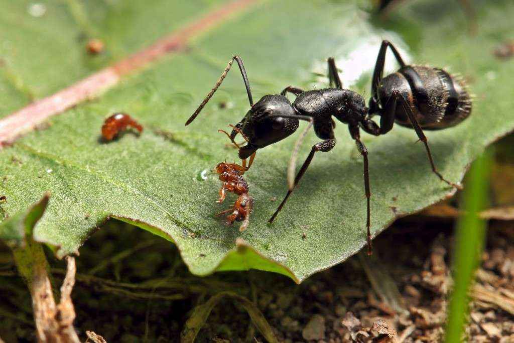 Camponotus vagus Arbeiterin zerteilte eine Myrmica sp. Arbeiterin mit ihren Mandibeln.