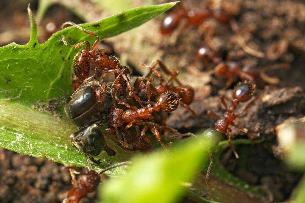 Myrmica sp. Arbeiterinnen töten eine Lasius niger Königin.