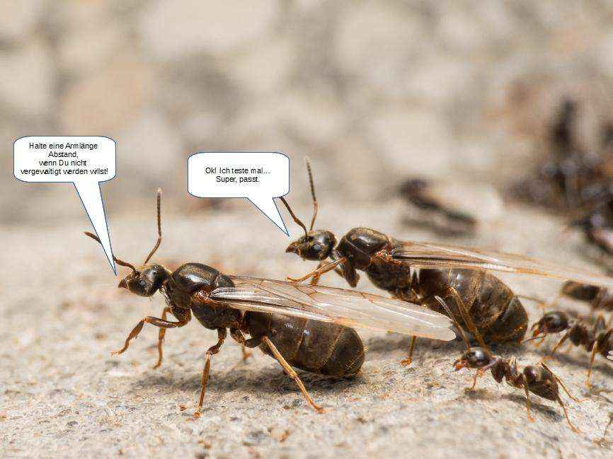 ameisen und der abstand von einer armlänge u2013 crazy ants Abstand Küchenzeile Zur Kochinsel ~ ameisen und der abstand von einer armlänge u2013 crazy ants