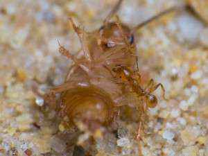 Pheidole flaveria Arbeiterin an einer Schokoschabennymphe