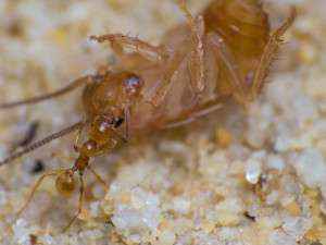 Pheidole flaveria Arbeiterin an einer Schokoschabennymphe