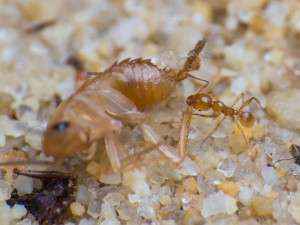 Pheidole flaveria Arbeiterin an einer Schokoschabennymphe