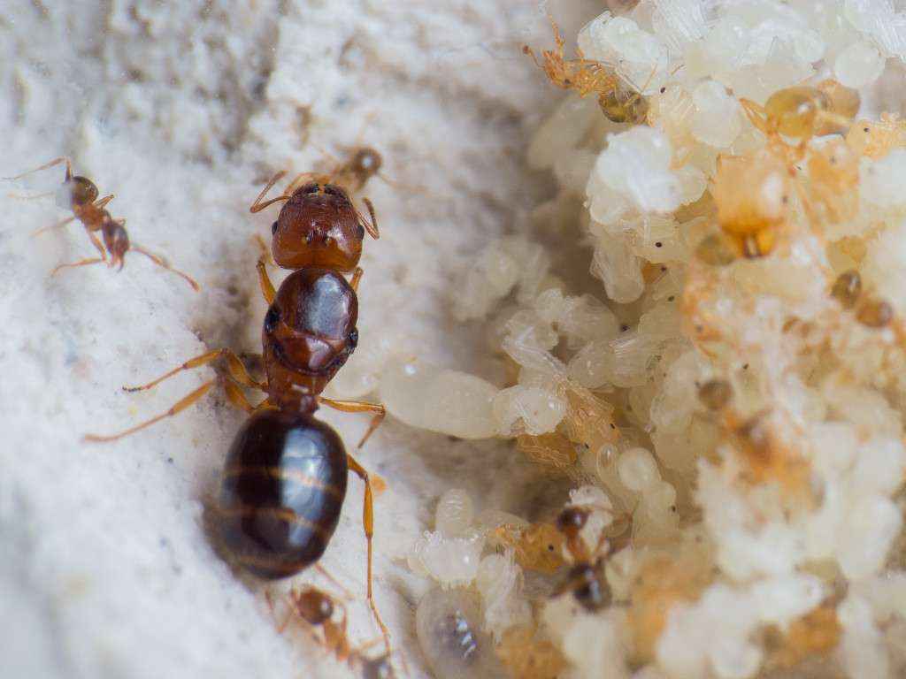 Die Pheidole pallidula Königin.