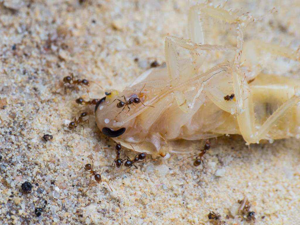 Mehrere Pheidole pallidula Minor-Arbeiterinnen bearbeiten eine Schokoschabe.