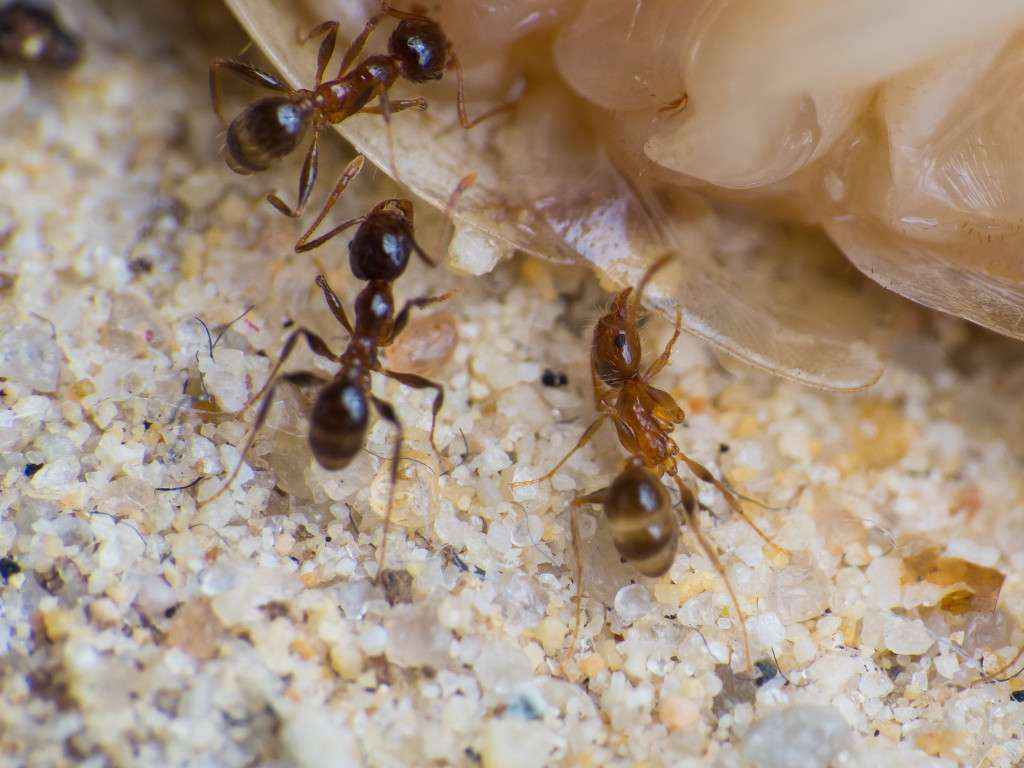 Pheidole pallidula Minor-Arbeiterinnen zerren am Rückenschild der Schabe.