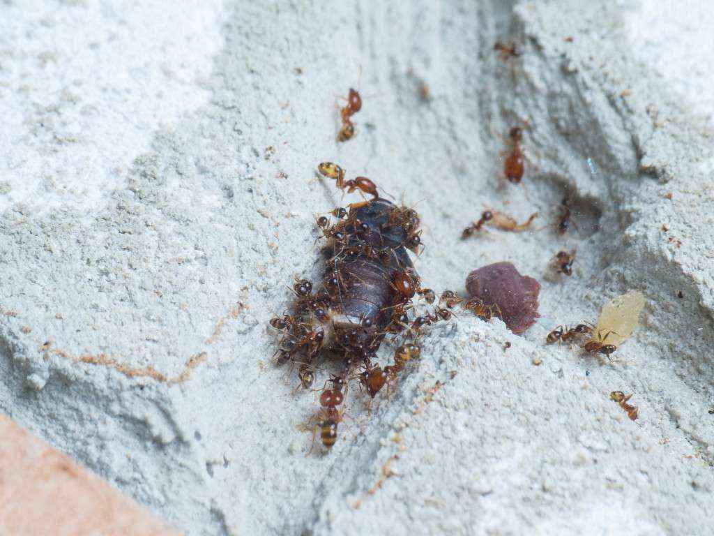 Die Schabe wird im Nest weiter zerlegt und anschließend an die Larven verfüttert.