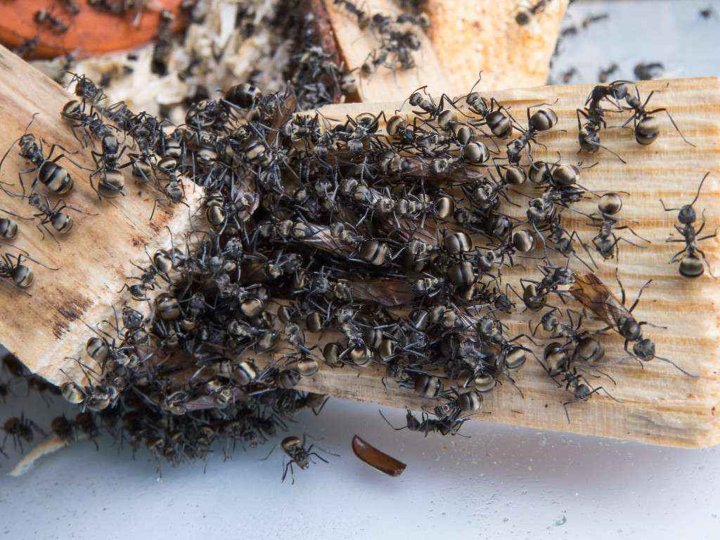 Die Ameisen sonnen sich auf der Rückseite eines Stück Holz. Von der anderen Seite wird es mit einer Lampe erhitzt.