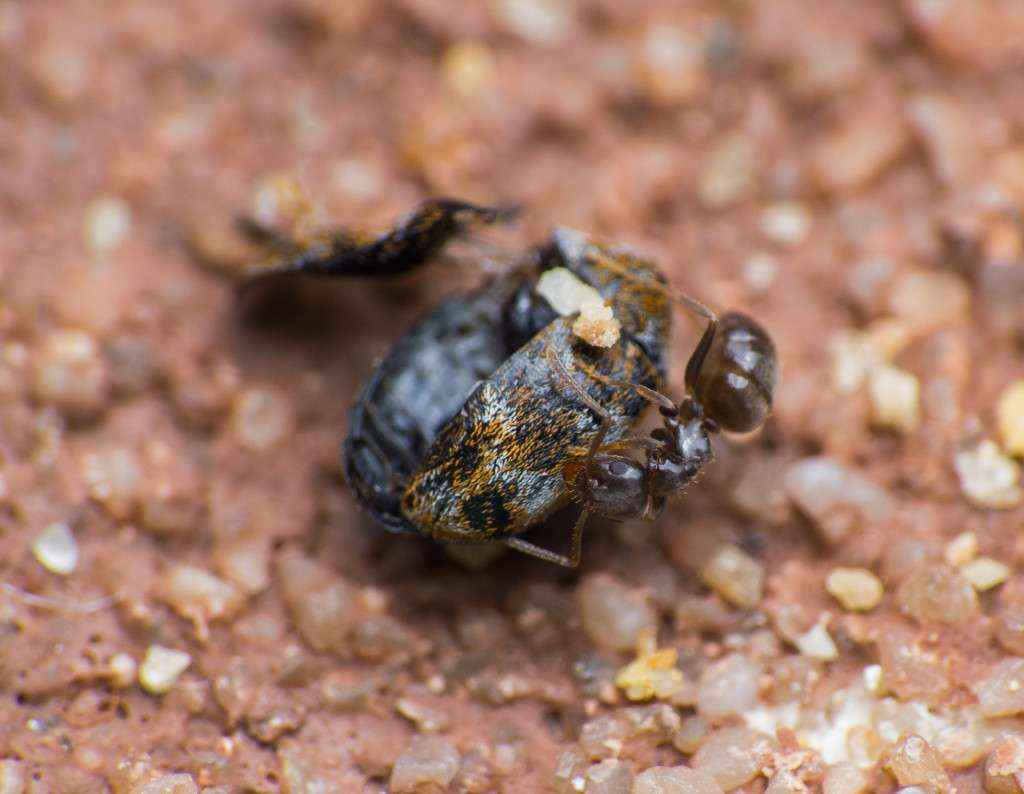 Eine Lasius niger Arbeiterin zerlegt einen Speckkäfer.