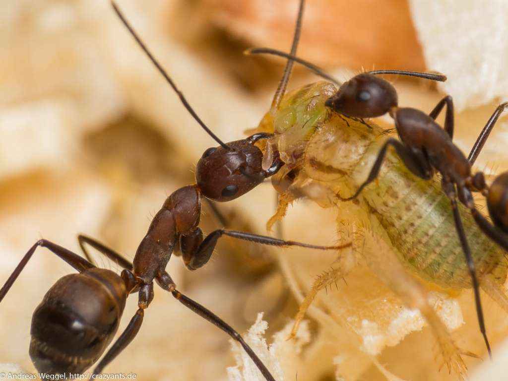 Nahansicht zweier <em>Camponotus nicobarensis</em> Arbeiterinnen mit einem Heimchen.