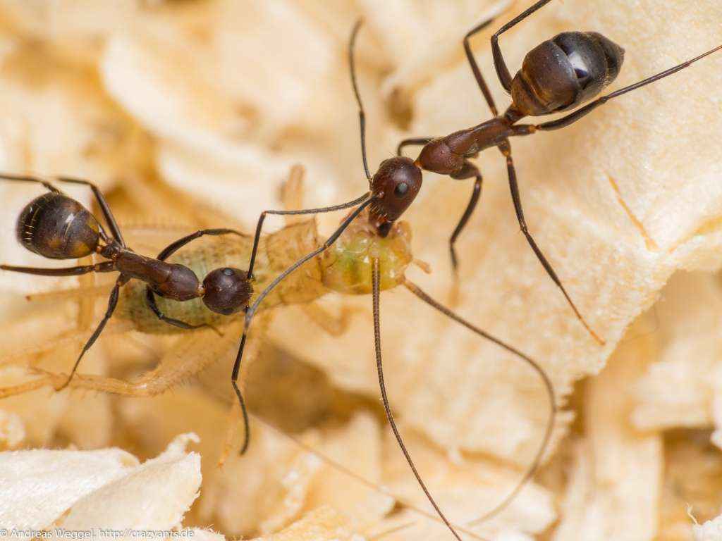 Zwei <em>Camponotus nicobarensis</em> Arbeiterinnen transportieren ein Heimchen zum Nest.