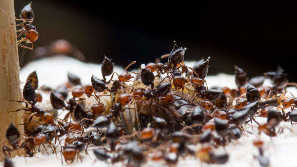 Viele Crematogaster scutellaris Arbeiterinnen beim Fressen einer Steppengrille (Gryllus assimilis). Einige Ameisen strecken ihre Gaster in die Höhe und man erkennt einen Tropfen Wehrsekret, welcher sich am Ende des Stachels gebildet hat.