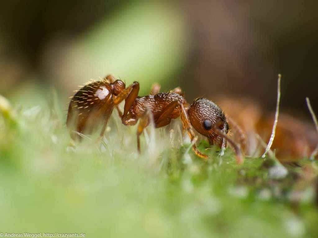 Myrmica sp.