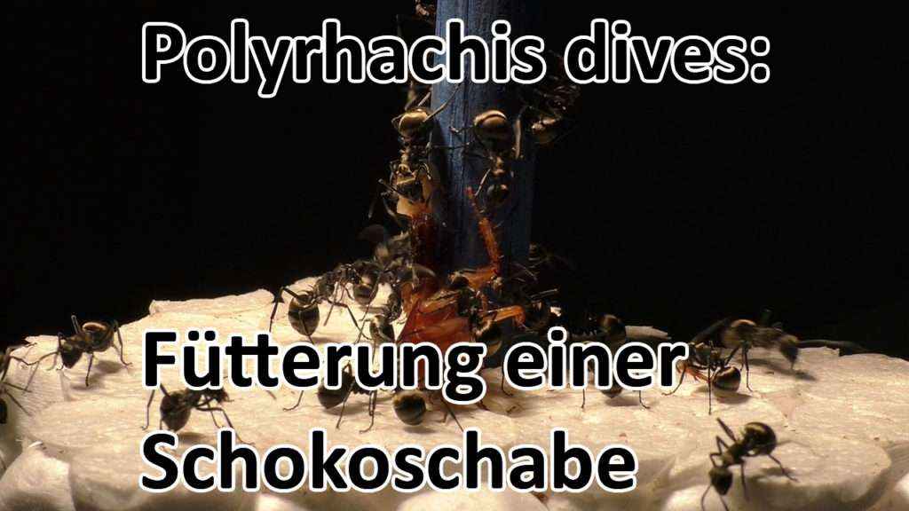 Polyrhachis_dives_Schokoschabe