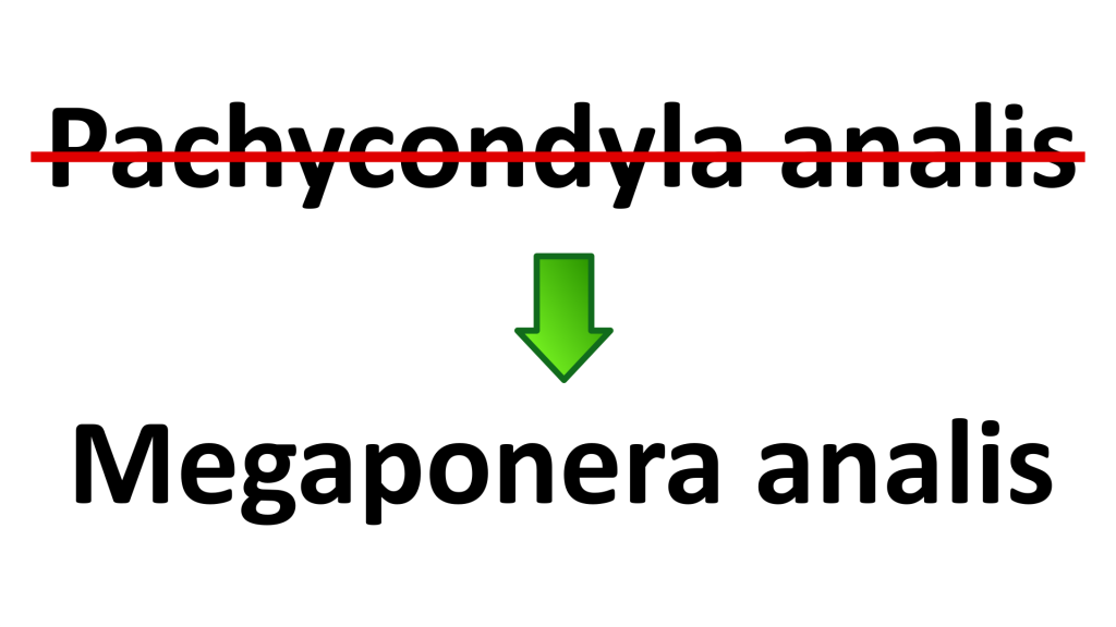 Pachycondyla analis heißt jetzt Megaponera analis. Das ist nur eine der vielen Änderungen der letzten zwei Jahre