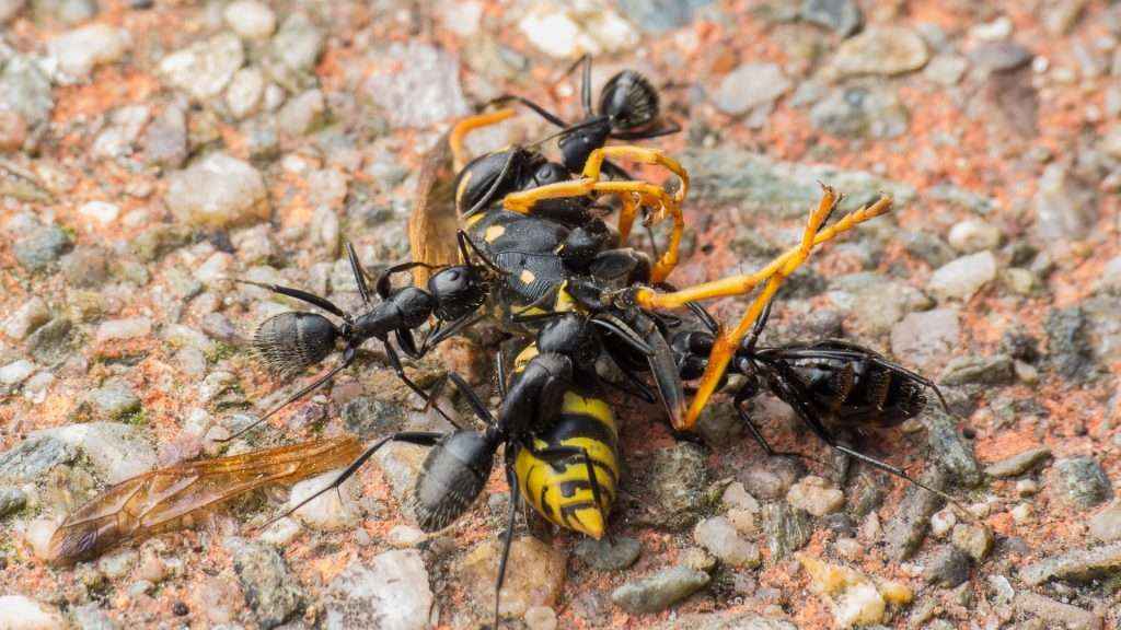 Vier Camponotus vagus Arbeiterinnen zerlegen die tote Feldwespe