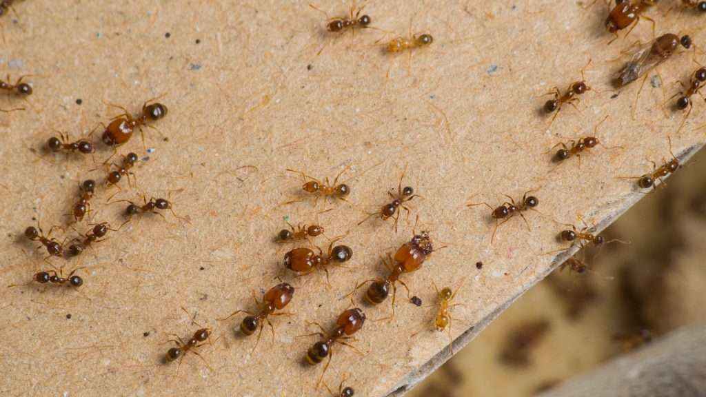 Zwischen den vielen Arbeiterinnen finden sich auch welche mit heller Färbung. Bei diesen Ameisen ist der Chitinpanzer noch nicht vollständig ausgehärtet.