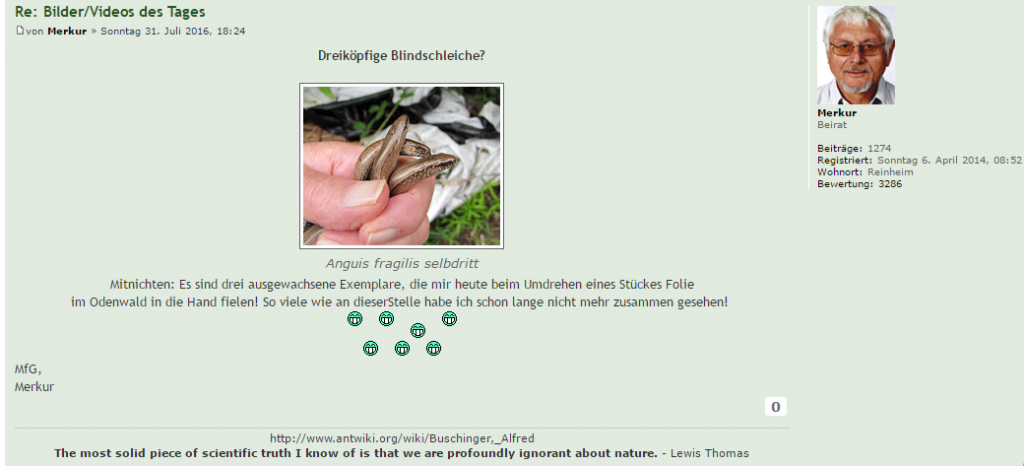 Der heutige Post des Herrn Buschinger im Ameisenportal.
