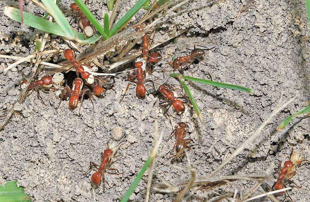 Polyergus lucidus überfällt eine Formica incerta Kolonie. By James C. Trager - Own work, CC BY-SA 3.0, https://commons.wikimedia.org/w/index.php?curid=29643720