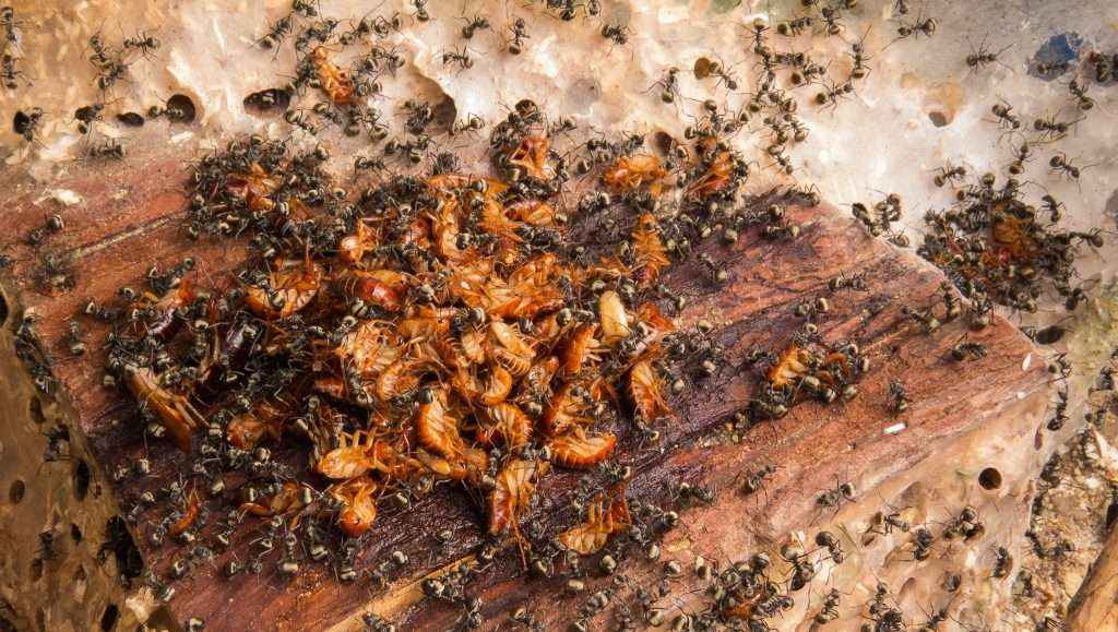Ist die Geruchsentwicklung durch die Ameisenssäure so groß wie ihr Appetit?