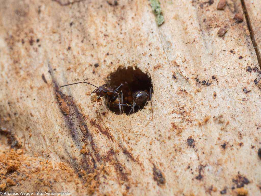 Eine Camponotus nicobarensis Arbeiterin lässt ein Stückchen Holz los.