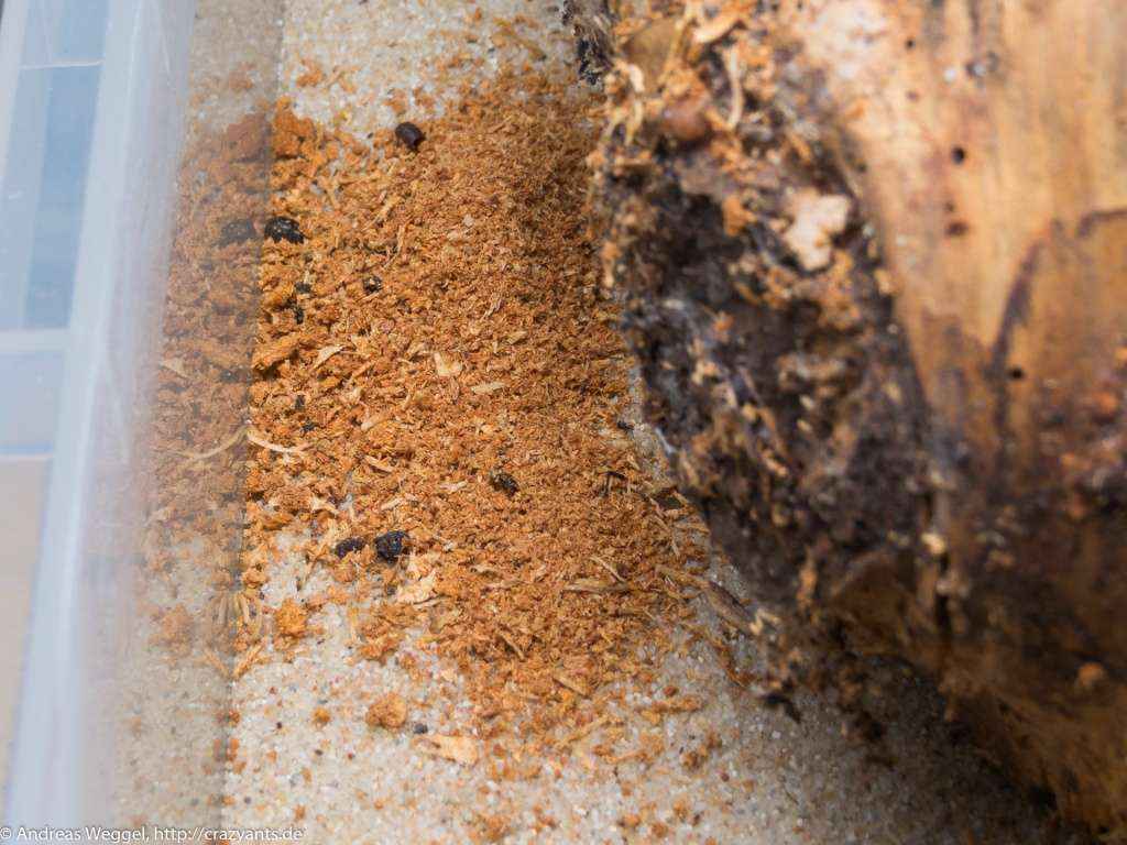 Der Holzauswurf am Boden des Formikariums der Camponotus nicobarensis Kolonie.