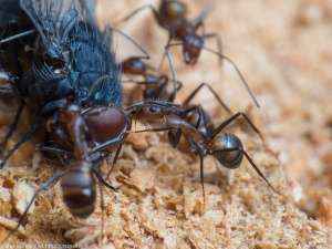 Nahaufnahme einer Camponotus nicobarensis Arbeiterin, welche die Fliege bearbeitet.