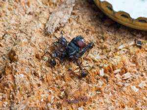 Mehrere Camponotus nicobarensis Arbeiterinnen beim Zerlegen einer Schmeißfliege.